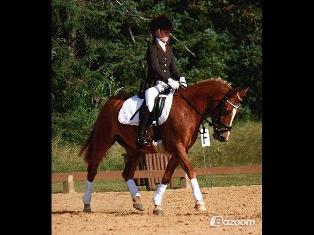 New Forest Maybe Baby Aflivet - Første stævne :) billede 6