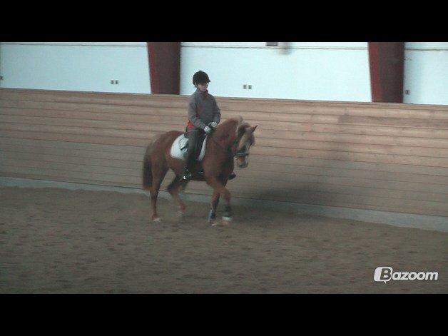 New Forest Maybe Baby Aflivet billede 16