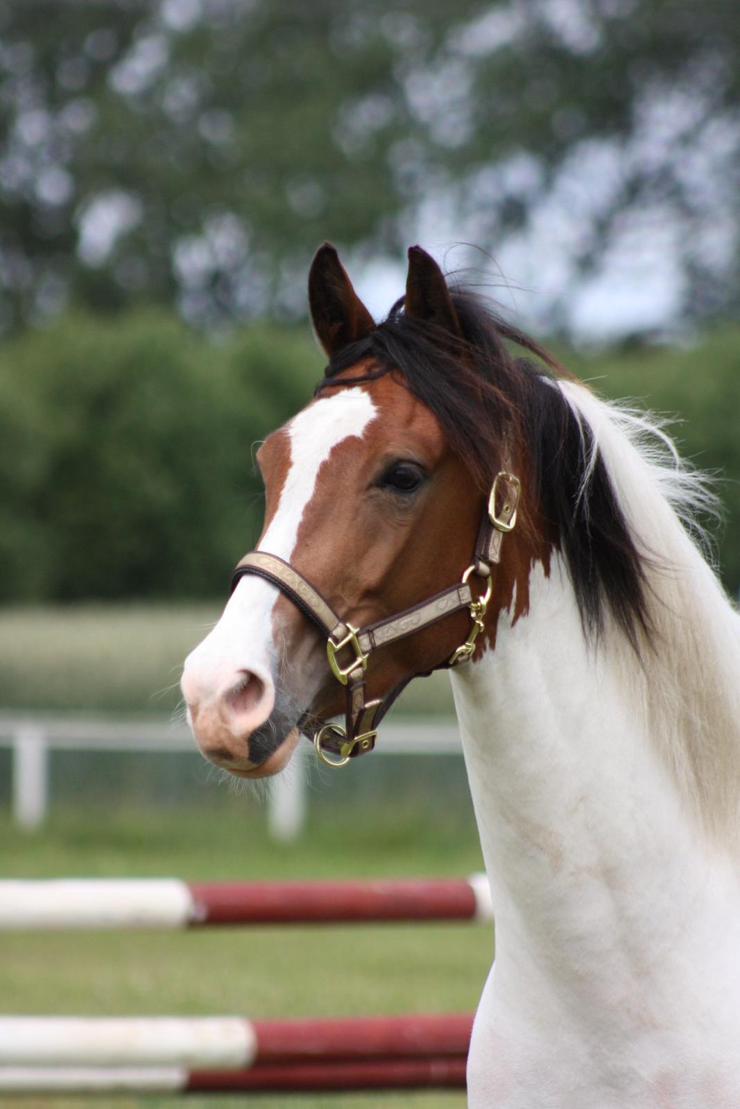 Pinto Amira De'Evolet <3 "Baby" †  - Prinsessen på sin 4 års fødselsdag, 29 Juni 2013 <3 billede 1