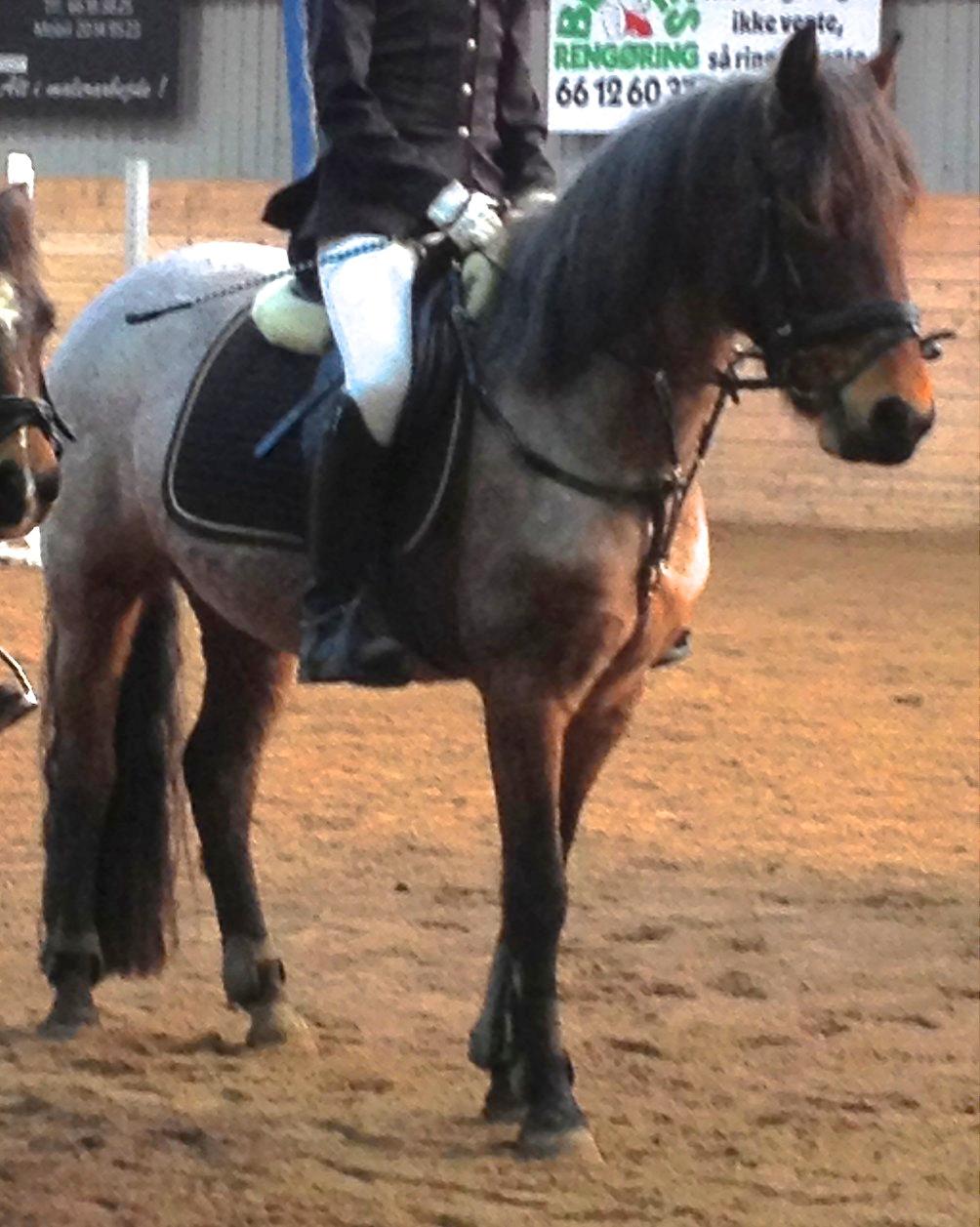 Anden særlig race Manou  *Klubmester spring 2012* billede 12