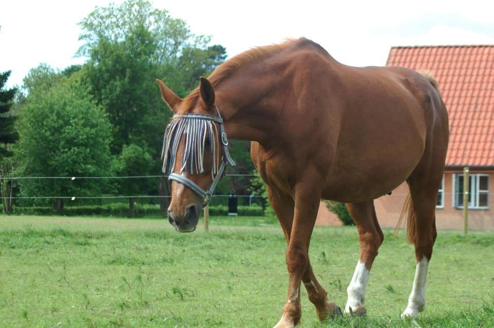 Dansk Varmblod Foxtrot billede 15