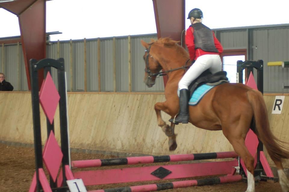 Dansk Varmblod Foxtrot billede 16