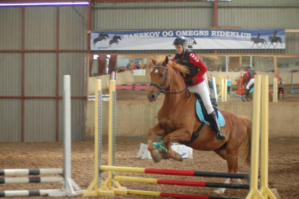 Dansk Varmblod Foxtrot billede 17