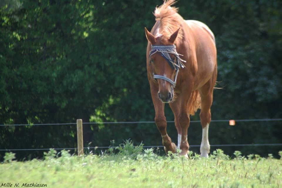 Dansk Varmblod Foxtrot billede 18