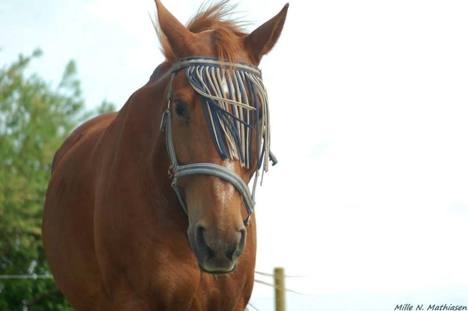 Dansk Varmblod Foxtrot billede 19