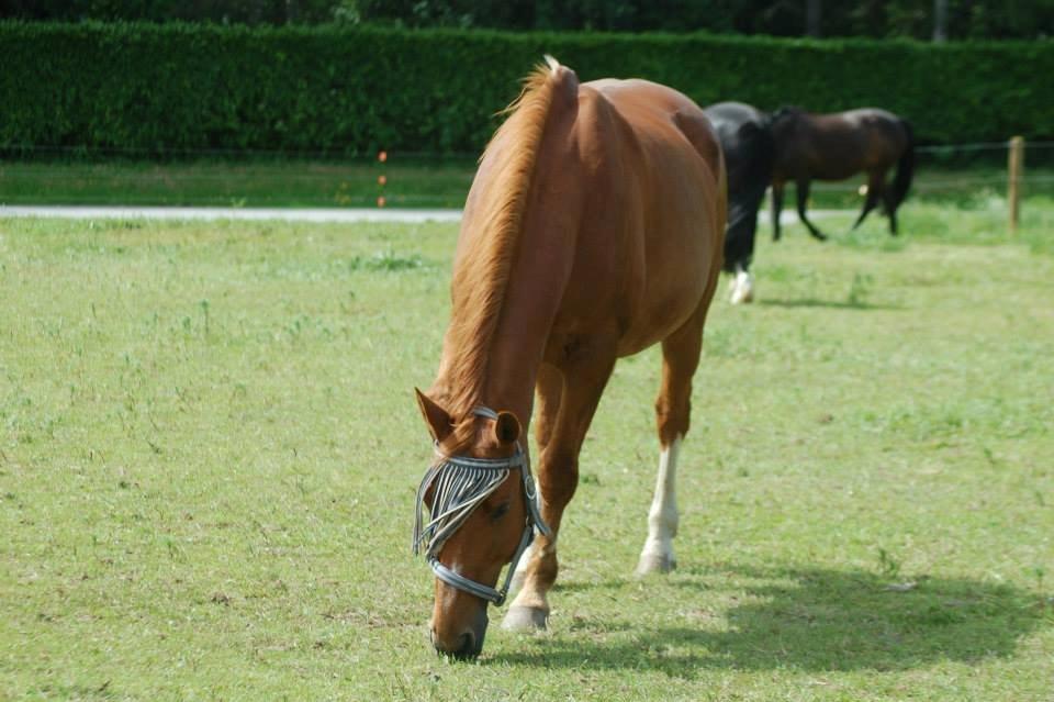Dansk Varmblod Foxtrot billede 20