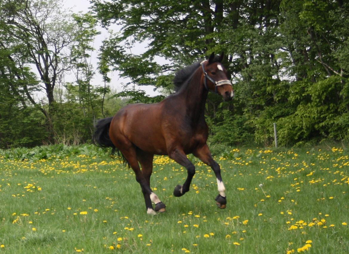 Dansk Varmblod Ocean billede 6