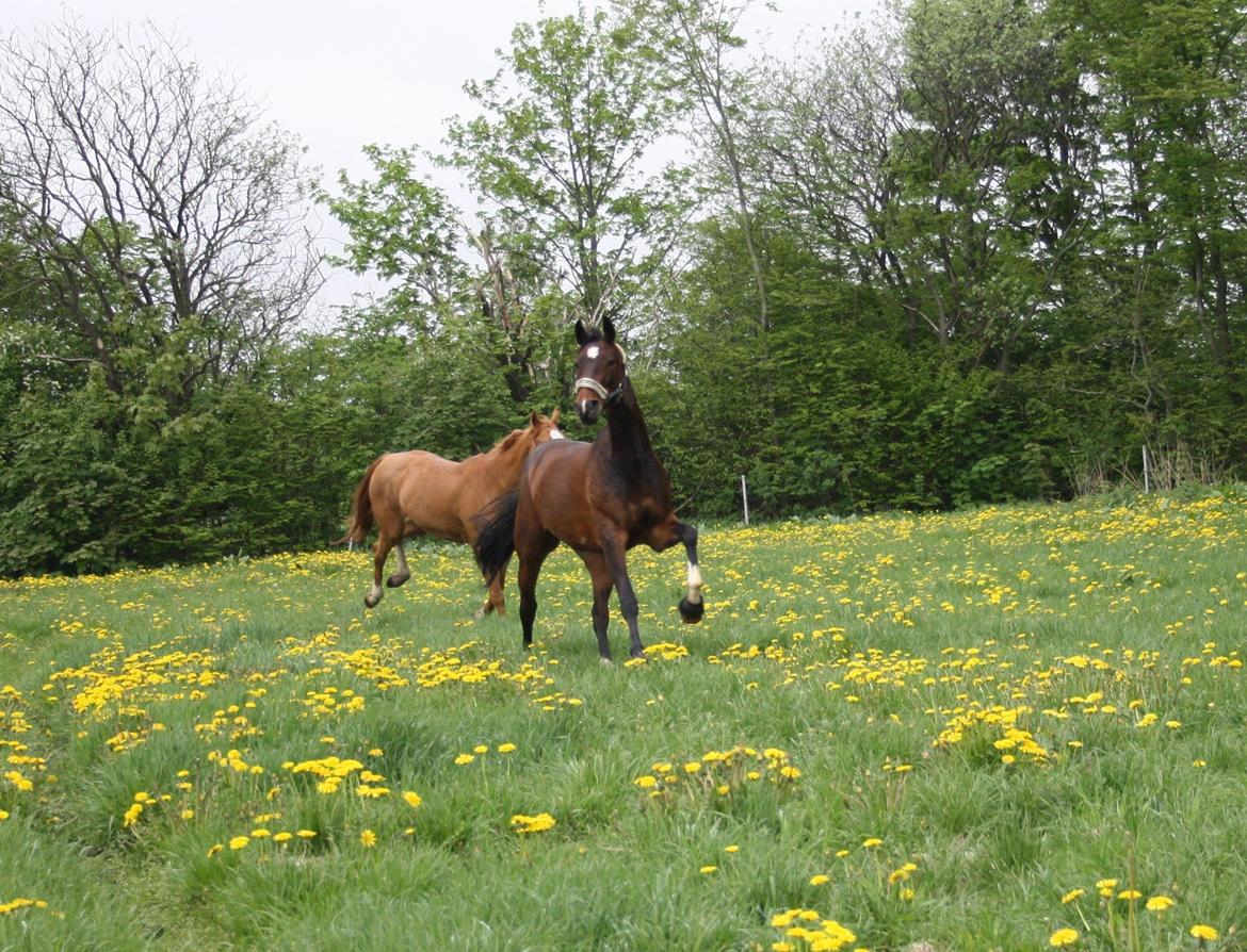 Dansk Varmblod Ocean billede 20