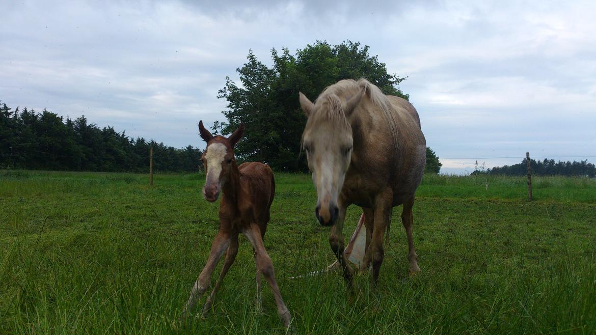 Welsh Partbred (Sec F) Stald Amour´s Commodore billede 2