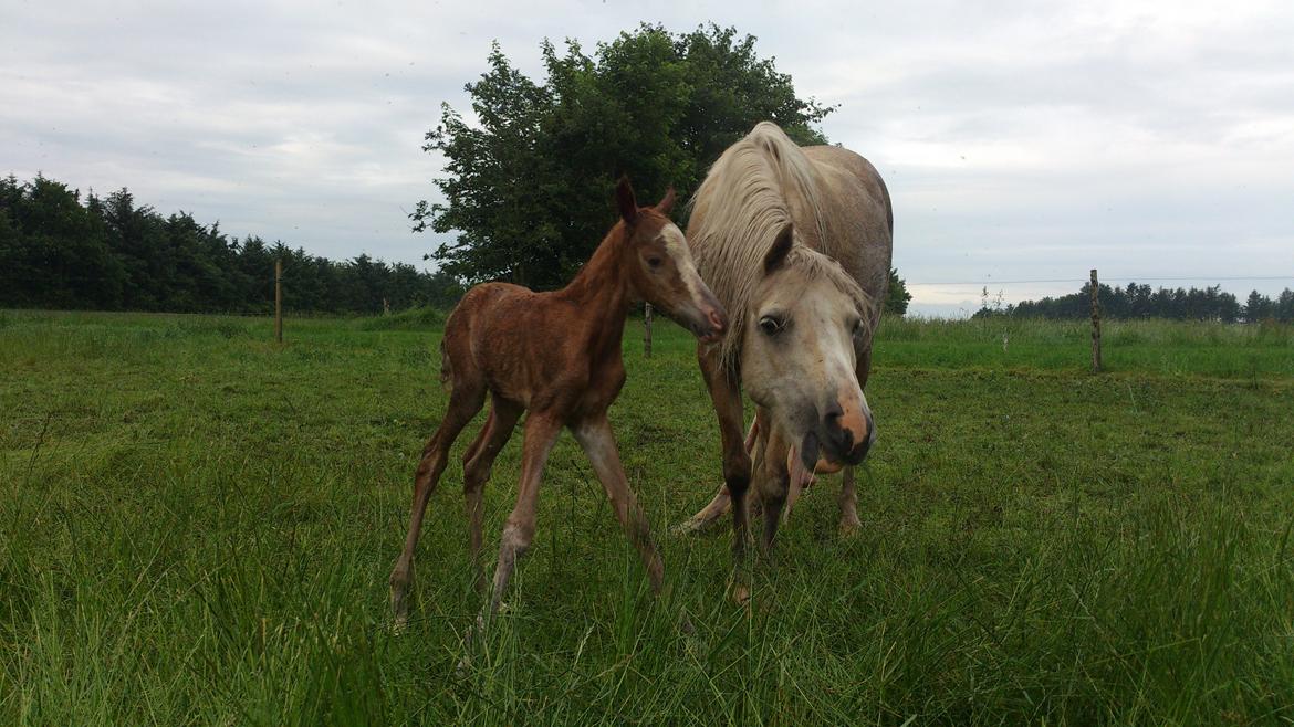 Welsh Partbred (Sec F) Stald Amour´s Commodore billede 3