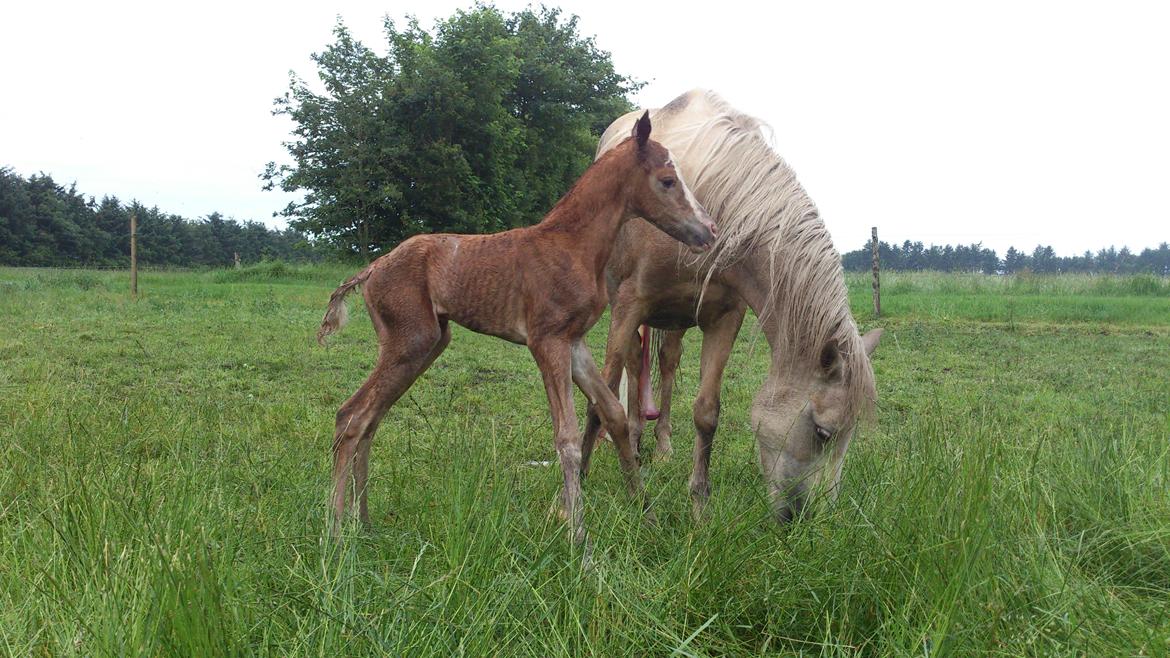 Welsh Partbred (Sec F) Stald Amour´s Commodore billede 4