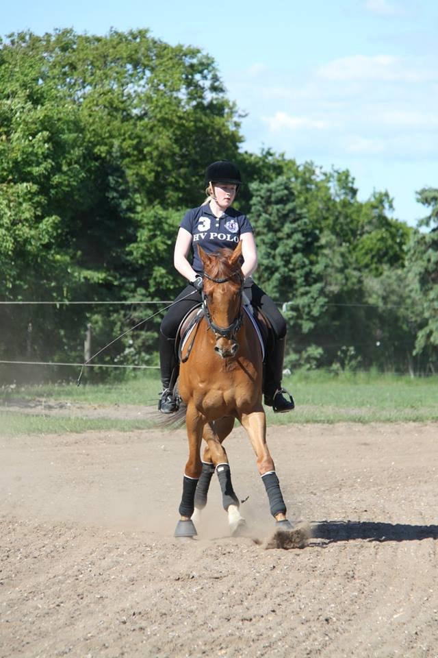 Dansk Varmblod Fjællebroens Excalibur billede 14