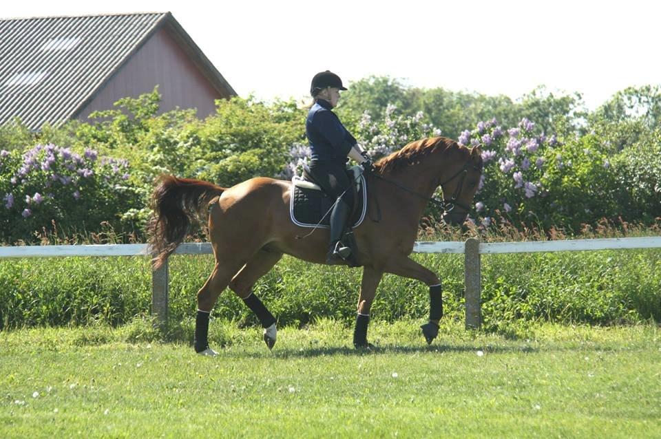 Dansk Varmblod Fjællebroens Excalibur billede 15