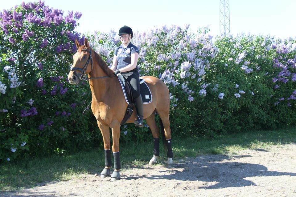 Dansk Varmblod Fjællebroens Excalibur billede 16