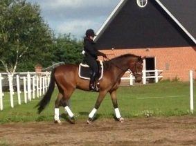 Anden særlig race Commando billede 10