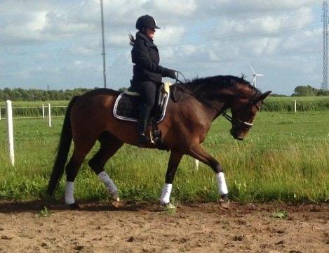 Anden særlig race Commando billede 13