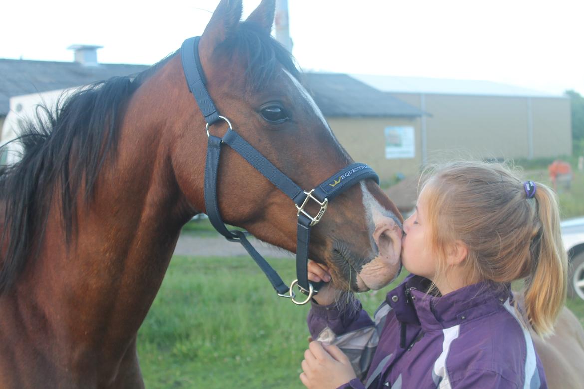 Arabisk fuldblod (OX) Pobhart - Mys!<3
 billede 17