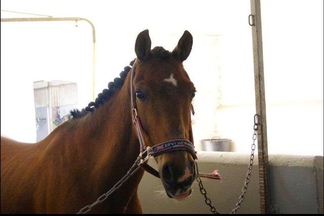 Welsh Pony (sec B) Victoria Madly <3 (A pony) - første stævne <3 billede 23