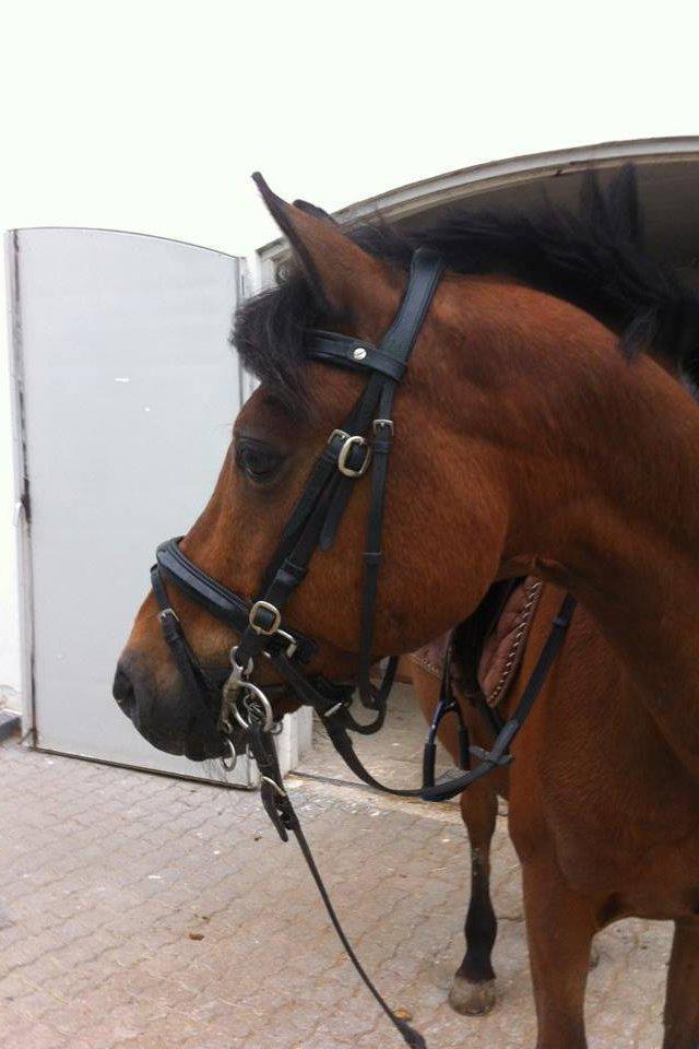 Welsh Pony (sec B) Victoria Madly <3 (A pony) billede 34