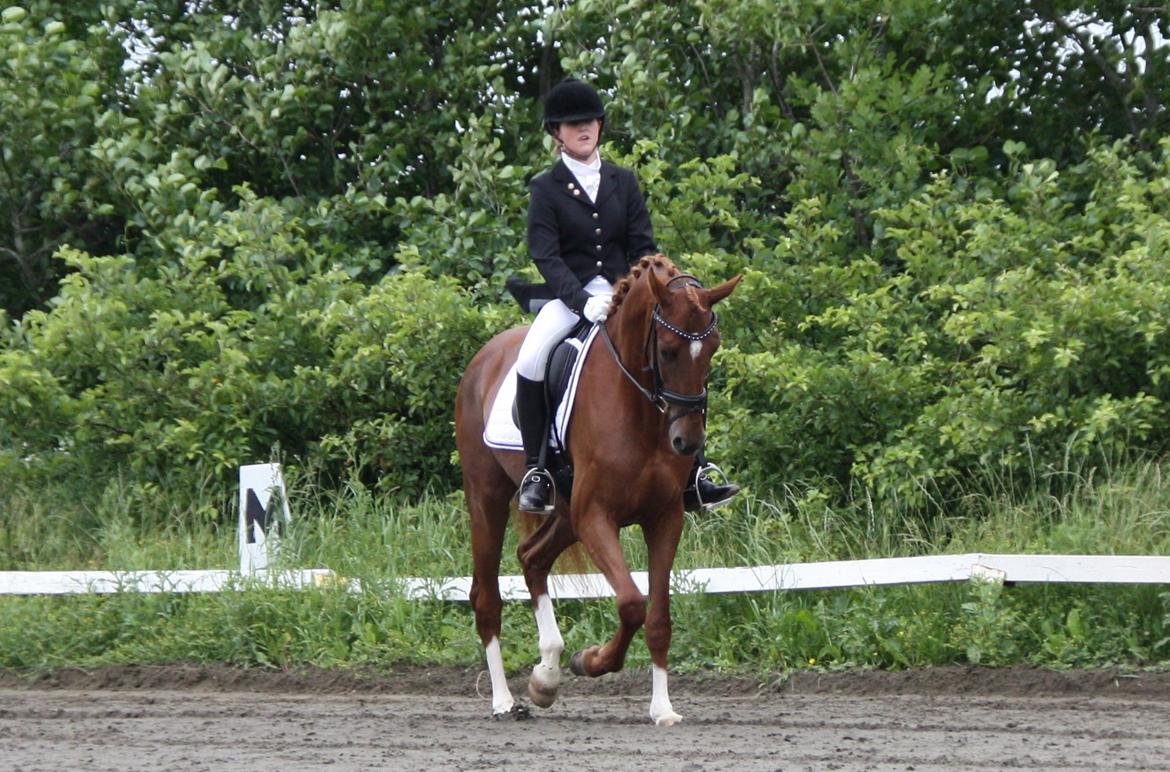 Dansk Varmblod Brunhøjgård´s Zurprise - Første stævne Thorsø d.29/6-13. LC1, 69,64%  billede 3