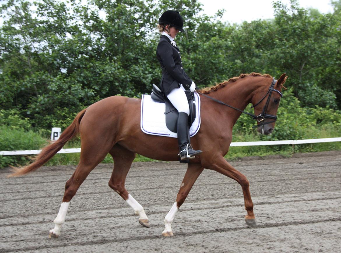 Dansk Varmblod Brunhøjgård´s Zurprise - Thorsø d.29/6-13. LC1, 69,64% billede 2