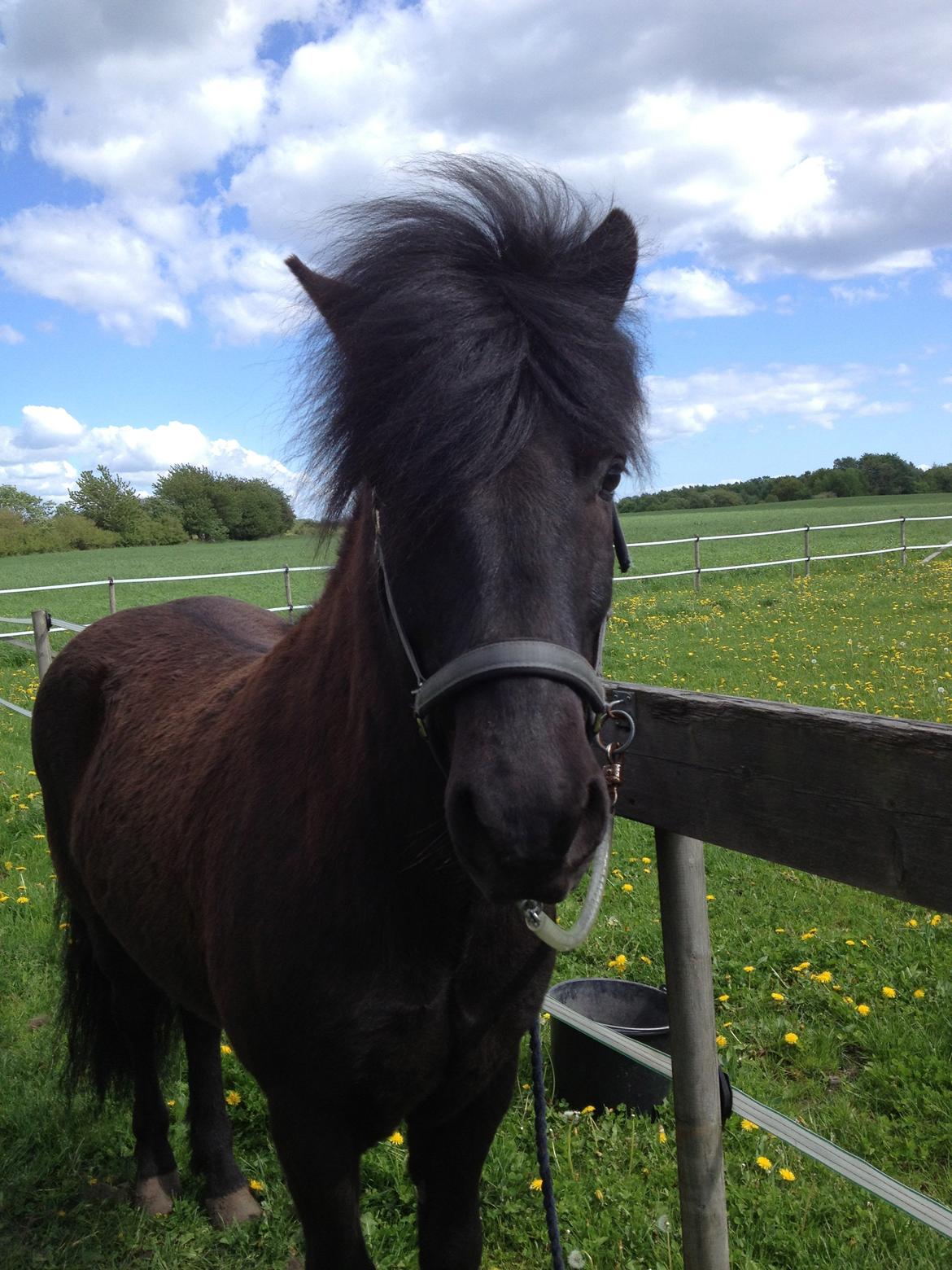 Islænder Baldur (verdens bedste) - B A L D U R <3 © billede 12