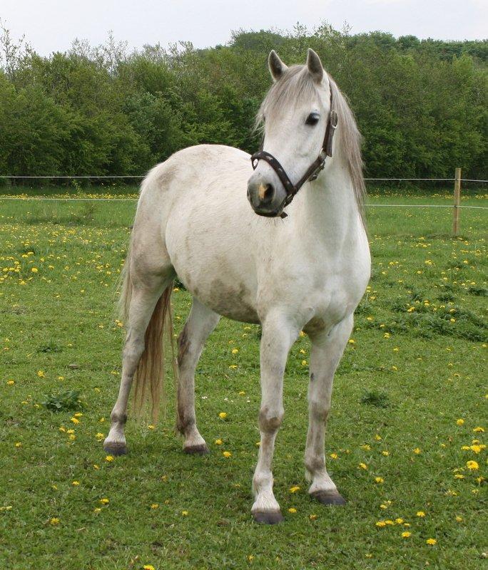 Welsh Pony (sec B) Amigo Blanch billede 1