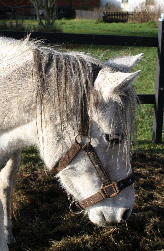 Welsh Pony (sec B) Amigo Blanch billede 4