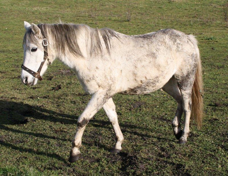 Welsh Pony (sec B) Amigo Blanch billede 5