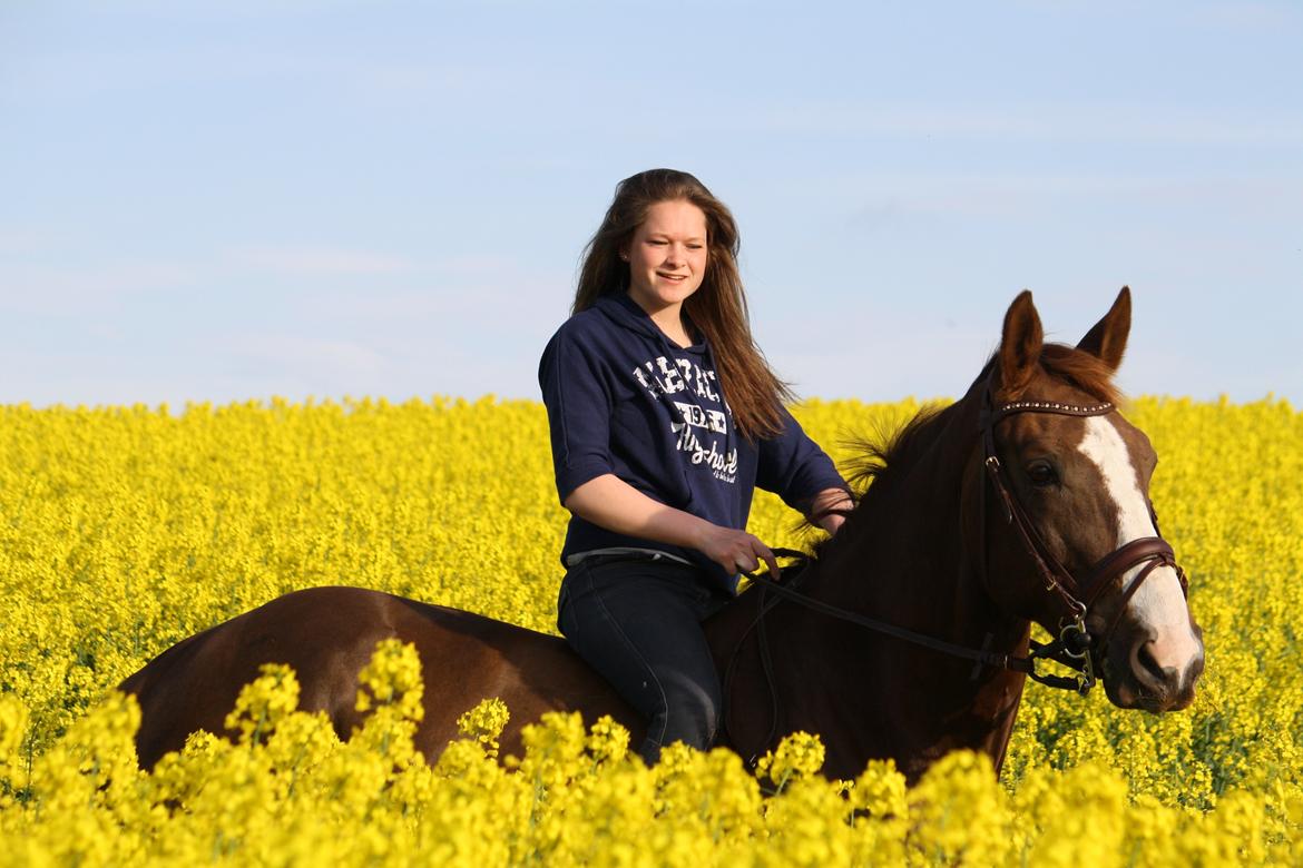 Belgisk varmblod D´Amour V/H Dennenhof - D´Amour i rapsen :)
Foto : Mor billede 40