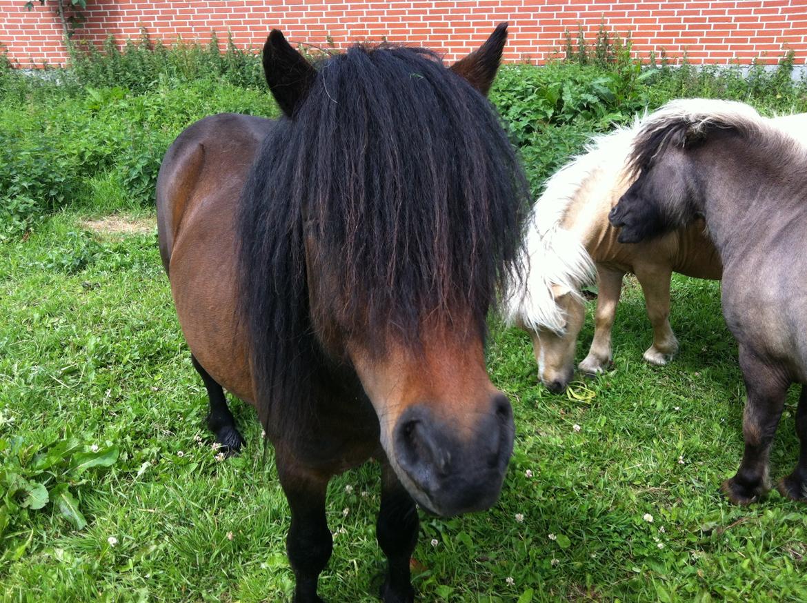 Shetlænder Dalbo´s Warrior - Walle manden <3 - Juni 2013 billede 4