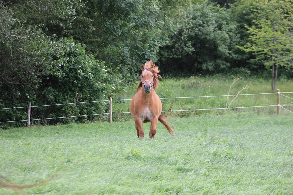 Anden særlig race Tex billede 13