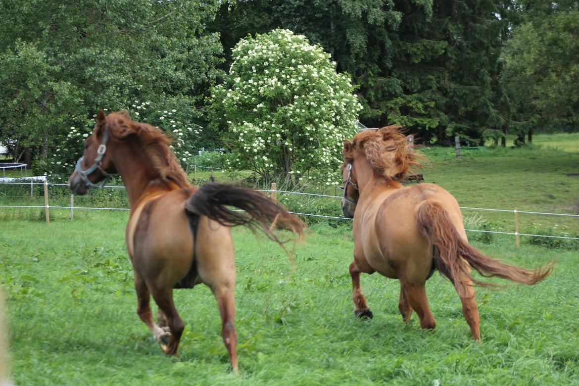 Anden særlig race Tex - Mine to dejlige drenge får sig lige en løbetur! :D billede 15