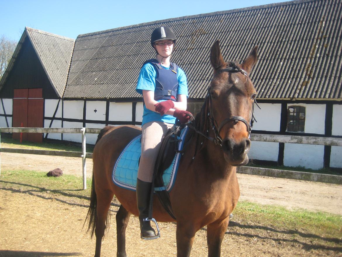 Arabisk fuldblod (OX) E salta billede 11