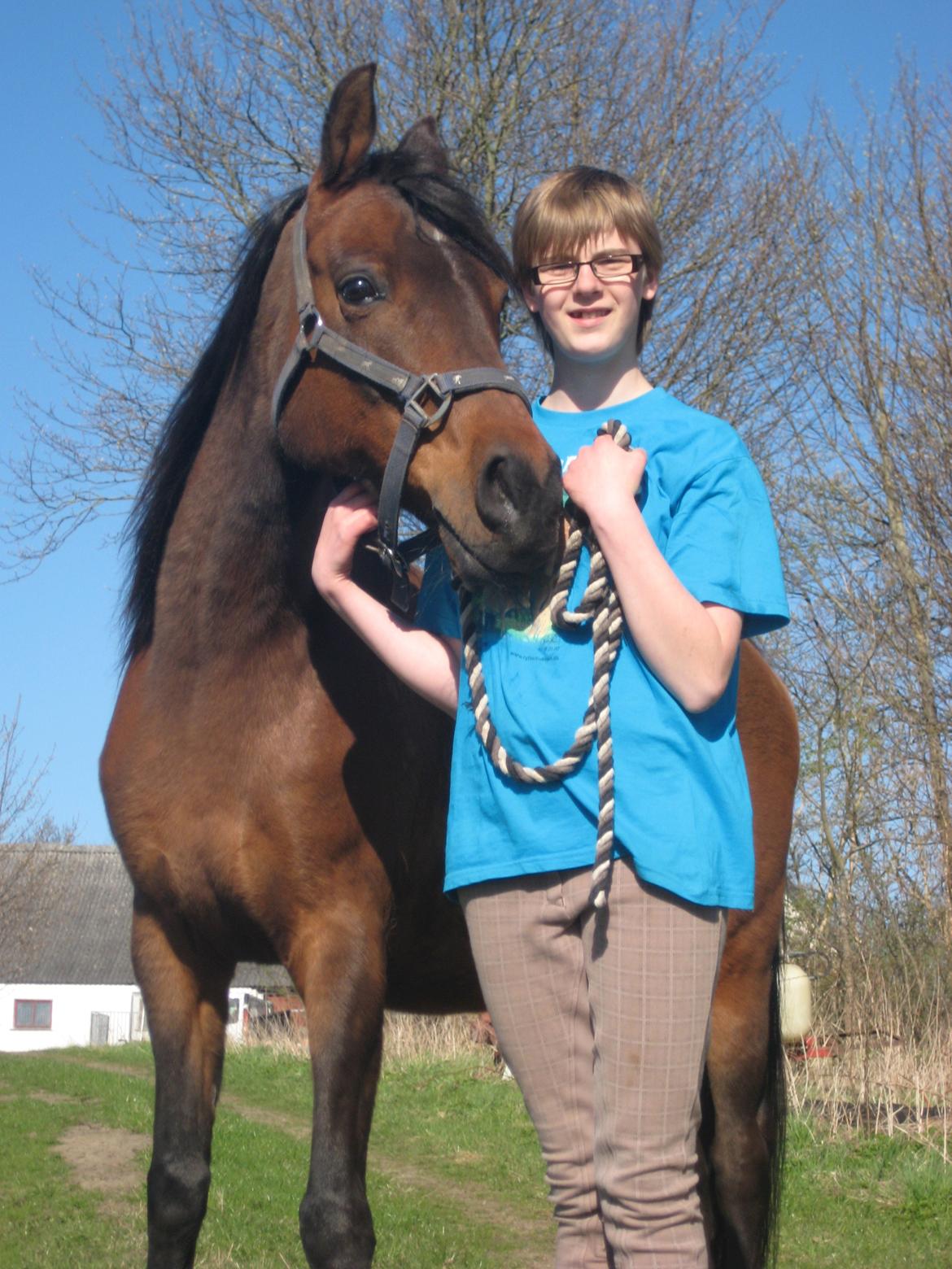 Arabisk fuldblod (OX) E salta billede 12