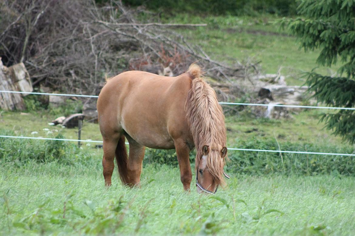 Anden særlig race Tex billede 16