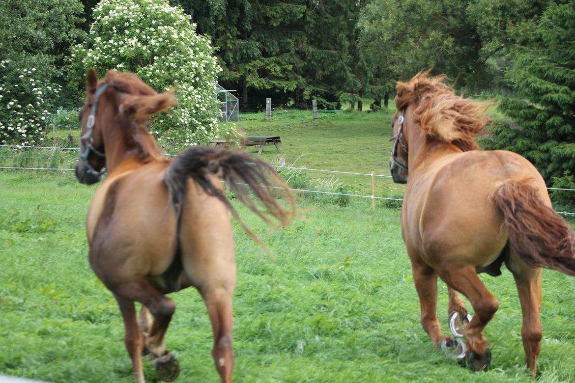 Anden særlig race Bounty - Bounty og Tex :) billede 6