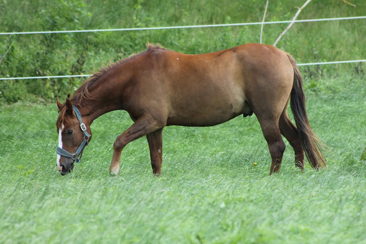 Anden særlig race Bounty billede 20