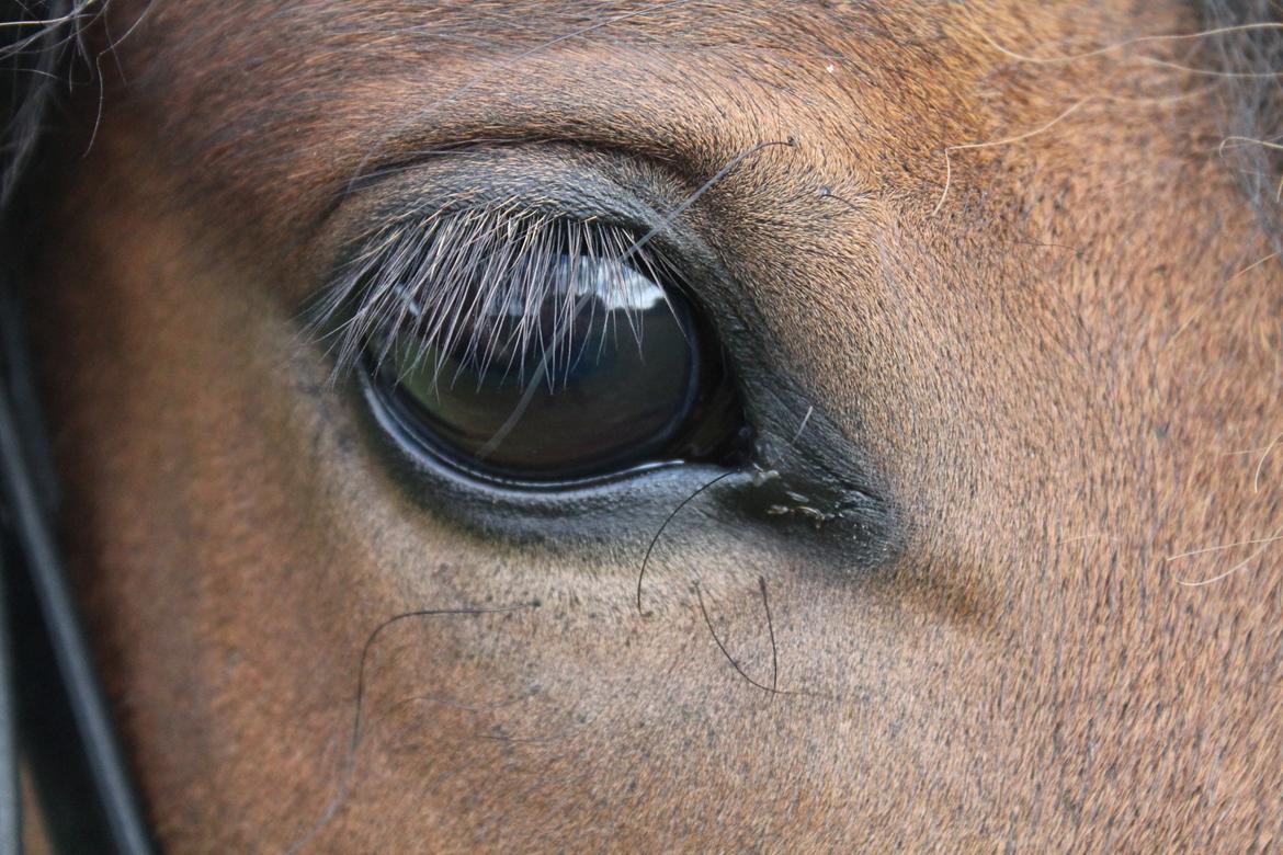 Islænder Hylda [Min hest] billede 1