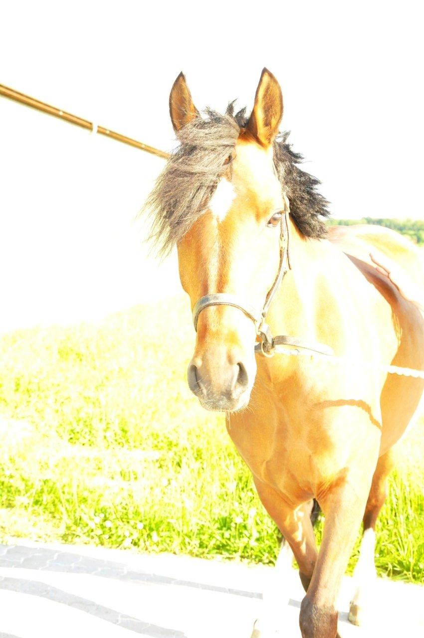 Tysk Sportspony Strandgaards Gracious - Smukke<3 billede 7