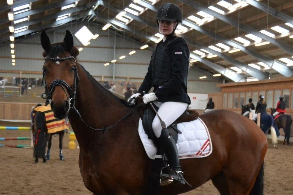 Trakehner  Klosterhedens why not (Notti) <3 billede 15