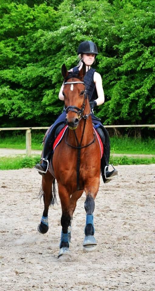 Trakehner  Klosterhedens why not (Notti) <3 billede 16