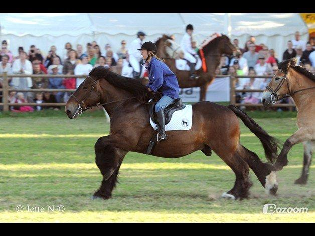 Belgier Bormosens Rollo - Roskilde dyrskue 2013. En uforglemlig tur med min basse. billede 2