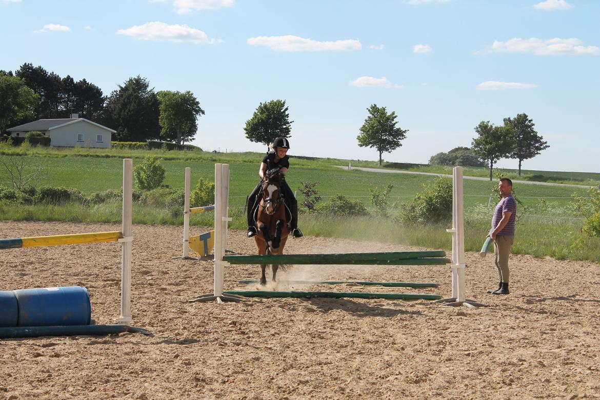 Welsh Pony (sec B) Rakt's Britney solgt - Spring billede 9