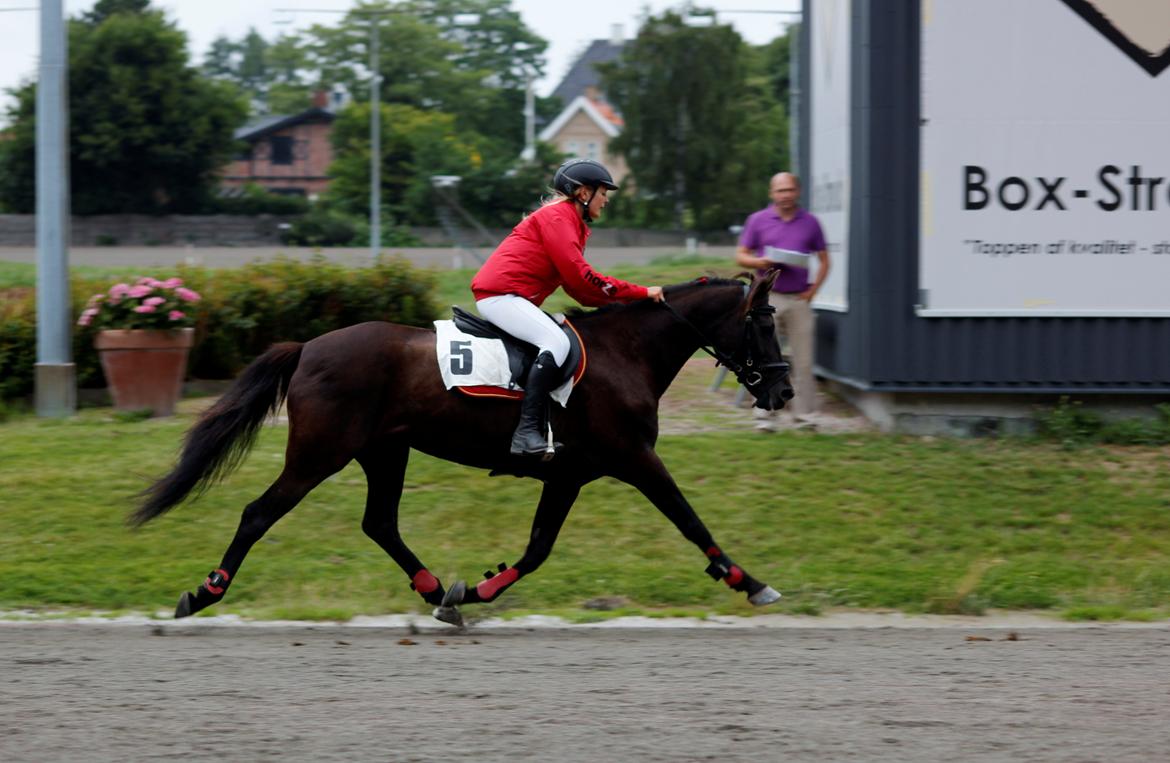 New Forest Angels Ditch Ana Rosa - DM i pony monté, vi blev dog disket for galop, men vores andet løb kom vi på 4. pladsen <3 29-06-13 billede 4