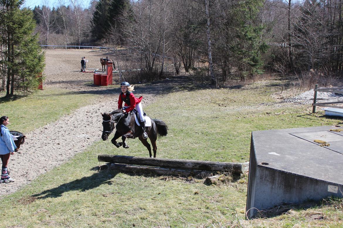 New Forest Angels Ditch Ana Rosa - TREC stævnet 21-04-13 billede 17