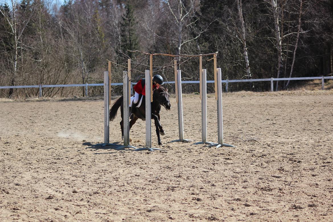 New Forest Angels Ditch Ana Rosa - Vores aller første stævne sammen, TREC stævne hvor vi også vandt en 1. plads <3 21-04-13 billede 10