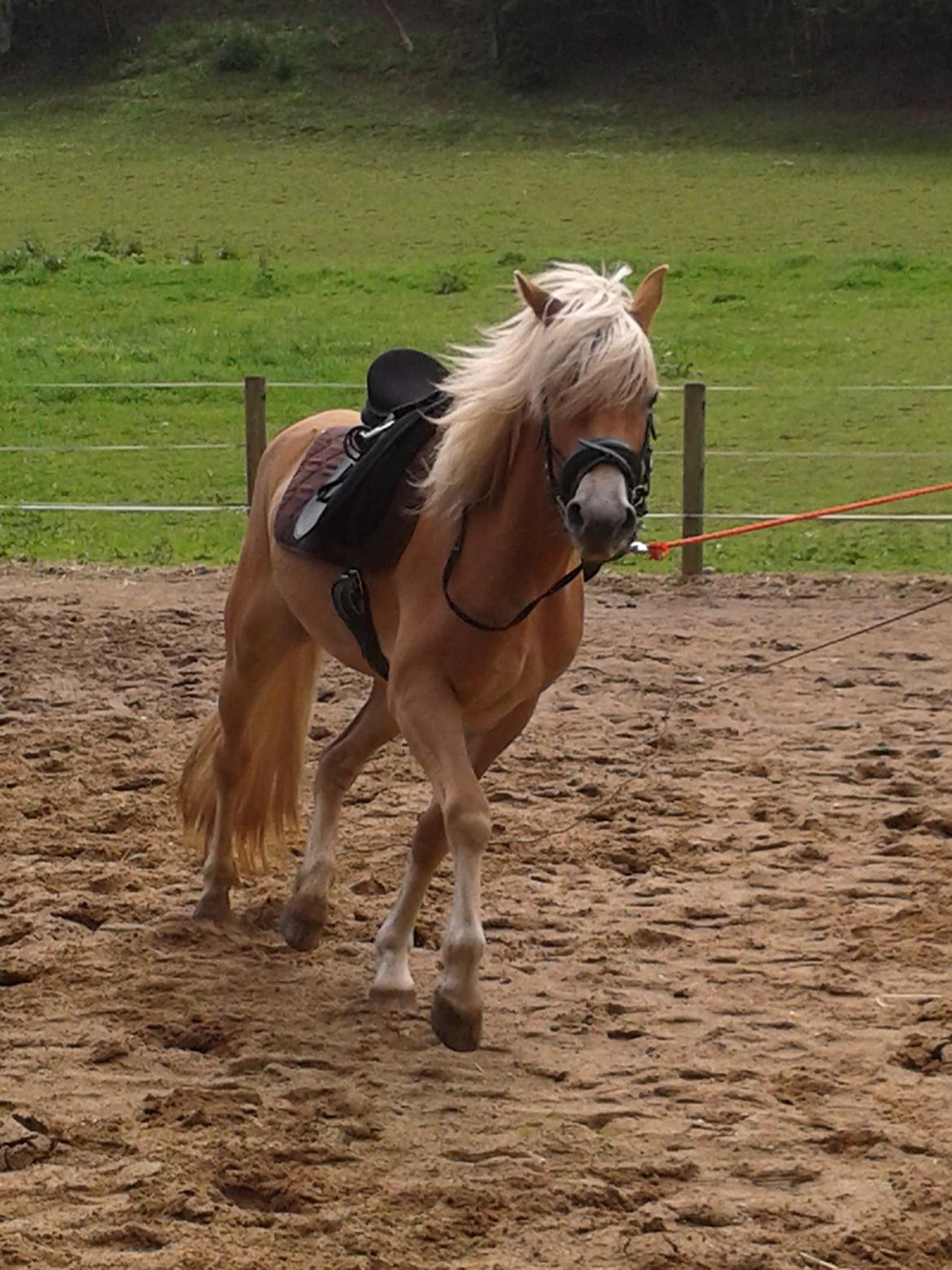 Tyroler Haflinger Fannie af Stenbek - Longeres i trav. Lækker hest :-D billede 12