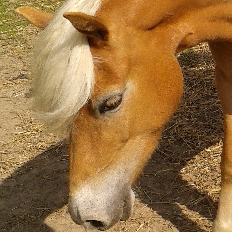 Tyroler Haflinger Fannie af Stenbek billede 13