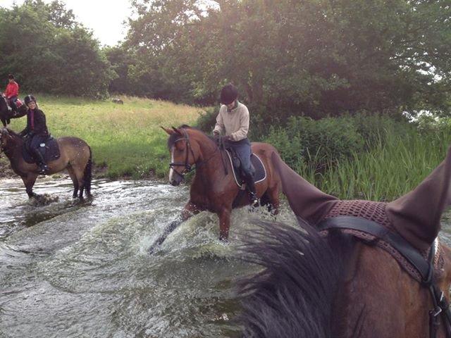 Dansk Varmblod Volstrups Carla - Ude og bade i søen.  billede 8
